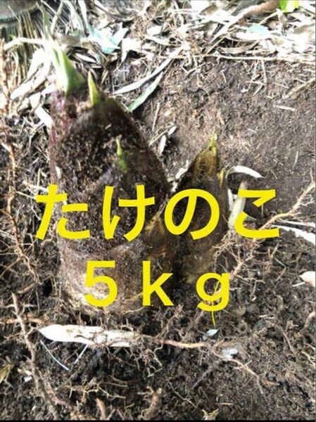 たけのこ 5kg 茨城県産
