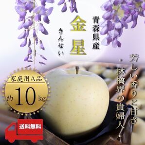 " 金星 "【青森県産りんご10kg】【産地直送】【即購入OK】【送料無料】家庭用 りんご リンゴ 林檎