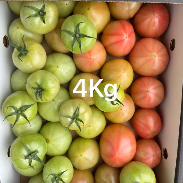 熊本産トマト 4Kg