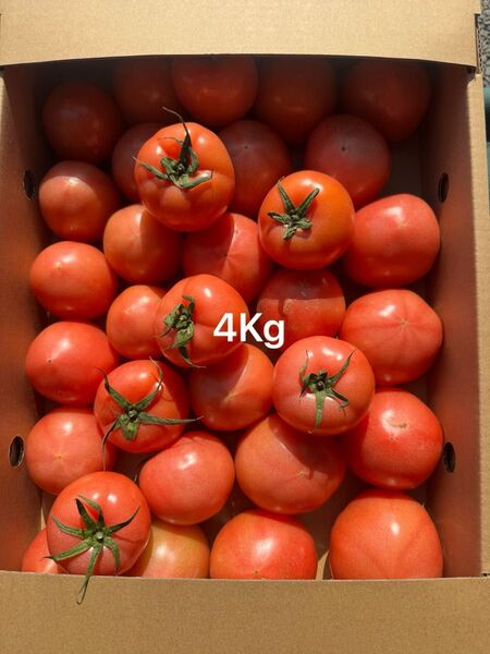熊本産トマト 4Kg