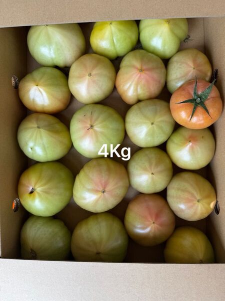 熊本産トマト 4Kg
