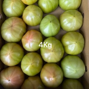 熊本産トマト 4Kg