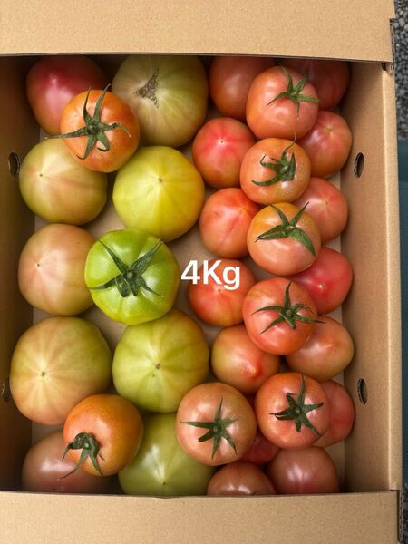 熊本産トマト 4Kg