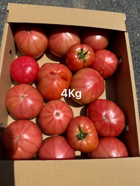 熊本産トマト 4Kg