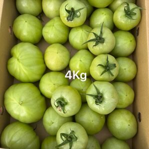 熊本産トマト 4Kg