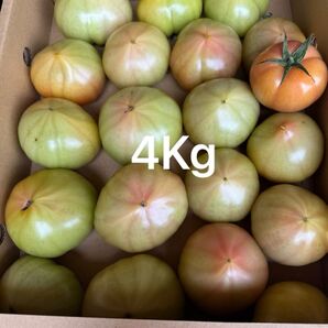 熊本産とまと 4Kg