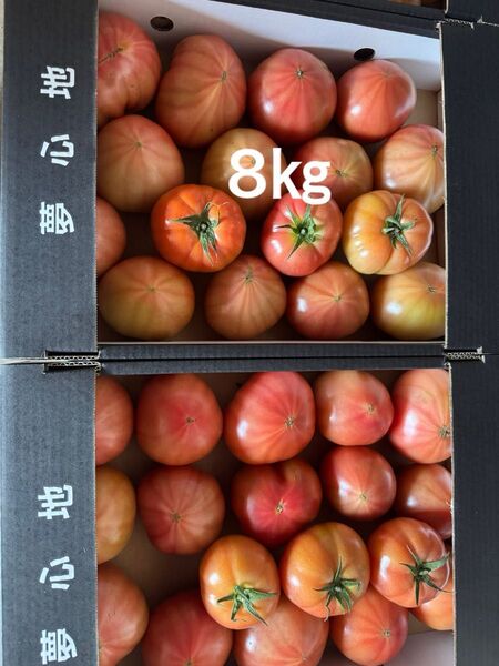 熊本産トマト8㎏