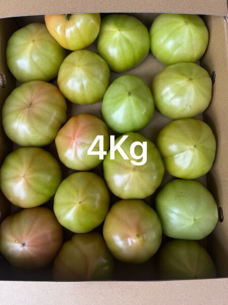 熊本産トマト 4Kg