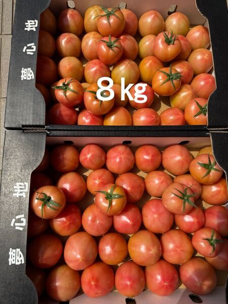 熊本産トマト8㎏