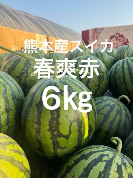 熊本産スイカ6㎏