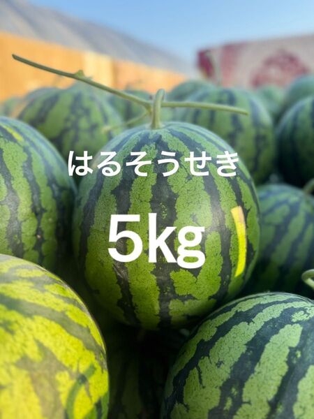 熊本産スイカ5㎏