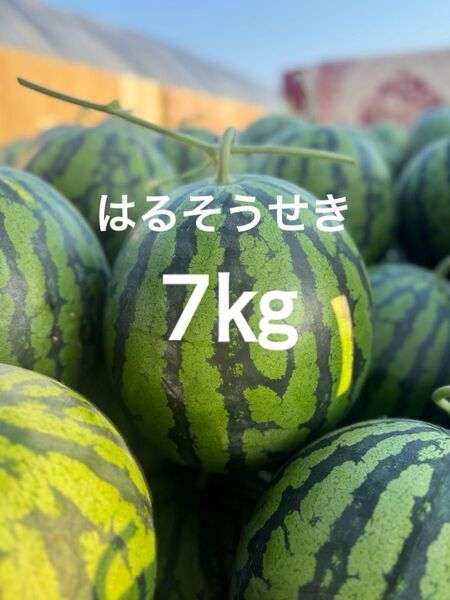 熊本産スイカ7㎏