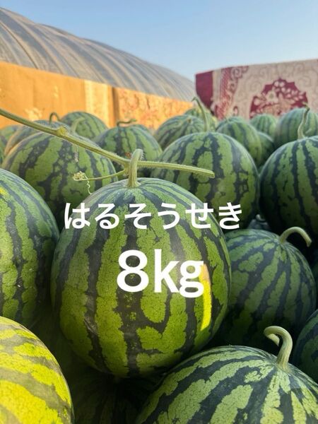 熊本産スイカ8㎏