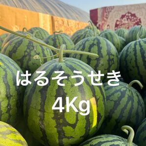 熊本産スイカ 4Kg
