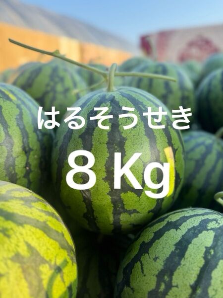 熊本産スイカ8Kg