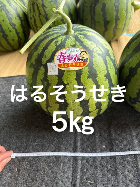 熊本産スイカ5㎏