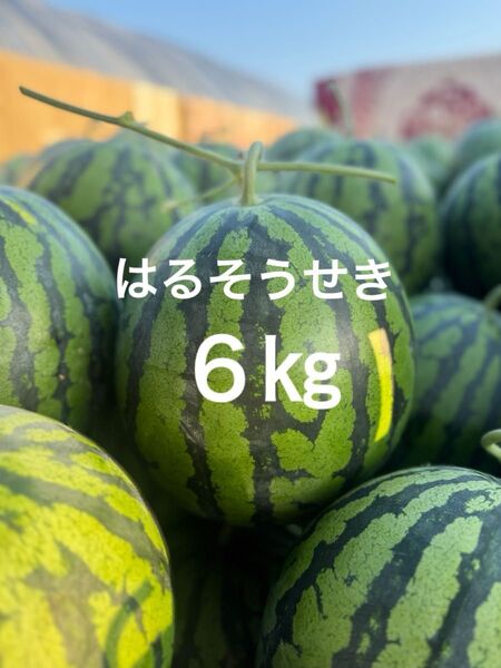熊本産スイカ6㎏