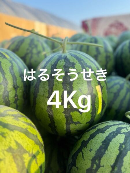熊本産スイカ 4Kg