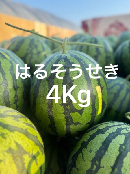 熊本産スイカ 4Kg