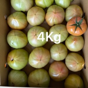 熊本産トマト 4Kg