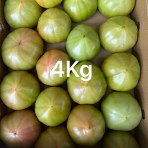 熊本産トマト 4Kg