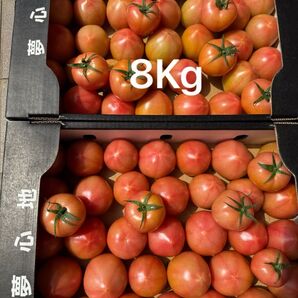 熊本産トマト8Kg