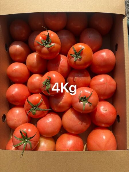 熊本産トマト 4Kg