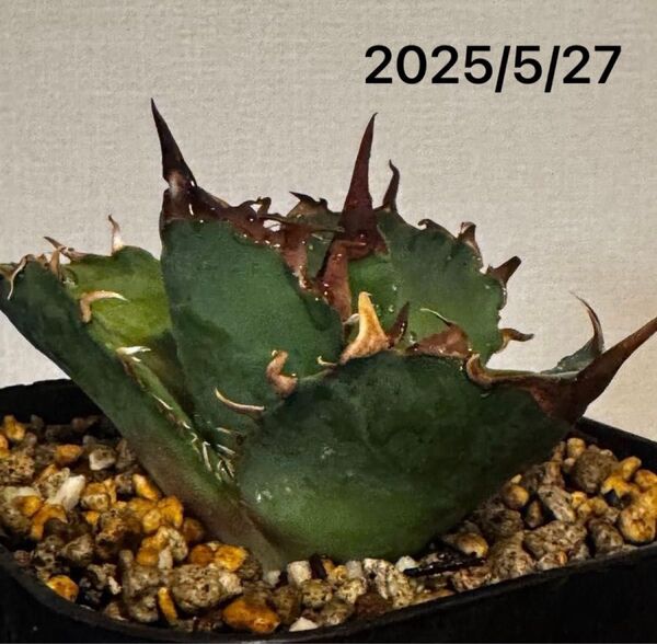 【超低重心】Agave titanota tarantula 【アガベ チタノタ タランチュラ】