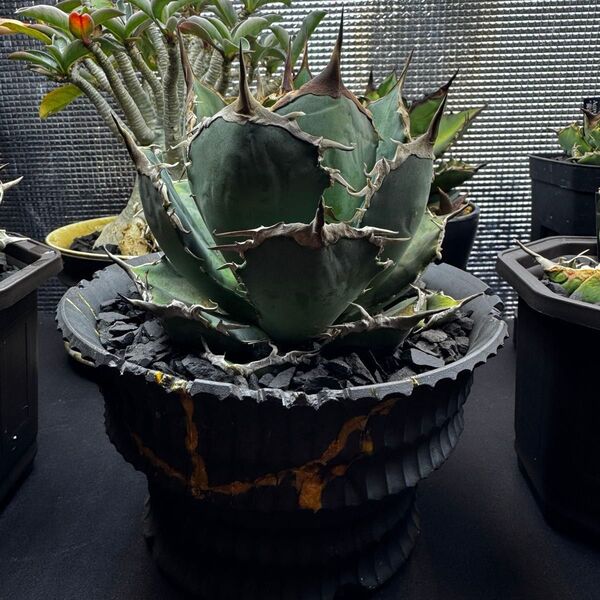 【初出品-Ns-】幅広青葉 Agave titanota EU選抜子株/ アガベ チタノタ 特選 強棘 子株 強刺