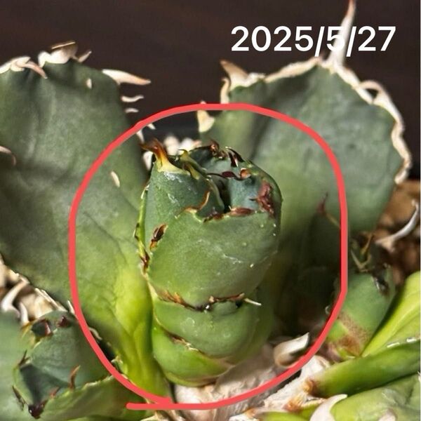 【スタッズ系】Agave titanota Fo222 子株 天芽/ブツブツ系 チタノタ