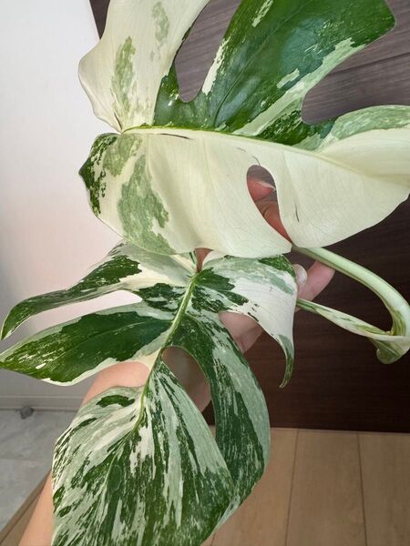 モンステラ ボルシギアナ 極斑入り 斑入り ホワイトタイガー ホワイト タイガー Varigated Monstera