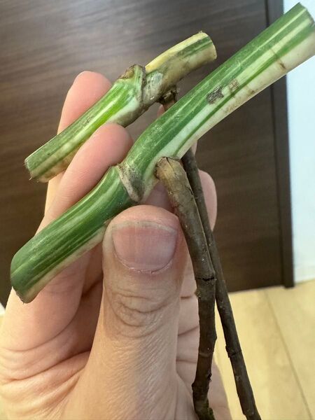 発根済み!極上茎2株セット/美茎 斑入りモンステラ ホワイトタイガー