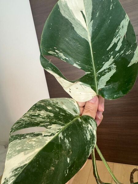 極上2葉付き 発根済み モンステラ 斑入り ボルシギアナ デリシオーサ Monstera ハーフムーン ホワイトタイガー 白斑