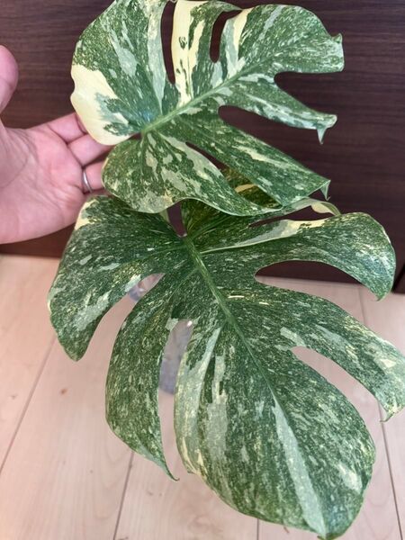 【超希少】モンステラ デリシオーサ グリーンスノー 大株 2葉付き 発根済み Monstera トップカット