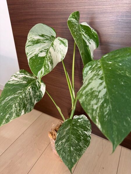 甲高美株 発根済み モンステラ 斑入り Monstera 斑入りモンステラ ボルシギアナ ホワイトタイガー 極上5葉付き