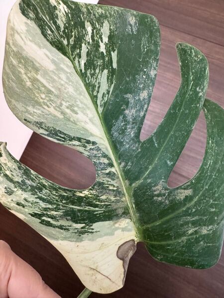 モンステラ 斑入り ボルシギアナ ホワイトタイガー 極斑入り 発根済み Monstera デリシオーサ deliciosa