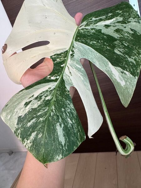 大葉! モンステラ デリシオーサ 斑入り deliciosa ボルシギアナ monstera