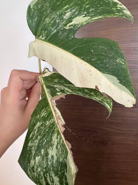 お得な極上茎2株セット モンステラ 斑入り 発根済み ボルシギアナ ホワイトタイガー デリシオーサ 最上級斑入り ハーフムーン