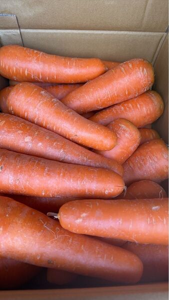 岡山県産にんじん10キロ