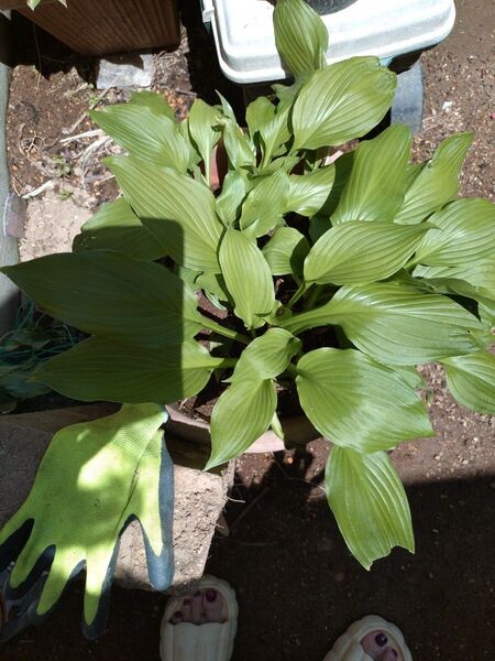 ギボウシ 斑なし 根付き2芽