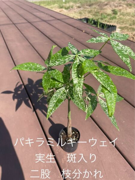 パキラミルキーウェイ 実生 二股