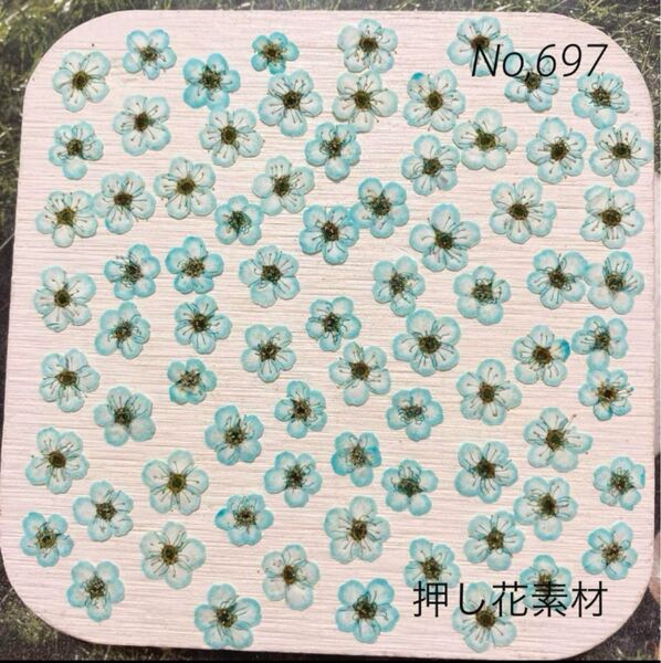 No,697 染色コデマリ 押し花素材 70輪ほど