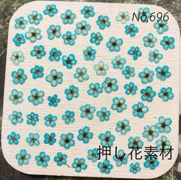 No,686 染色コデマリ 70輪ほど 押し花素材