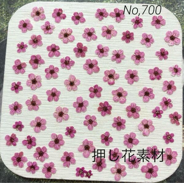 No,700 染色コデマリ 押し花素材