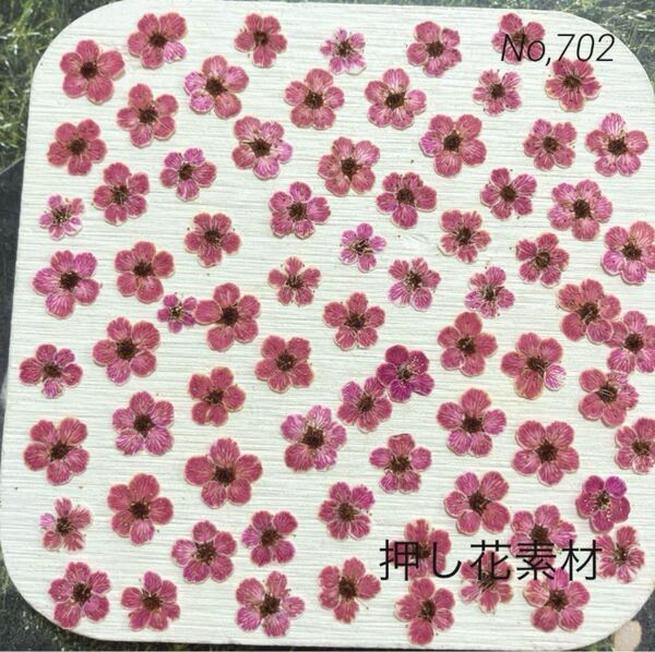 No,702 染色コデマリ 押し花素材