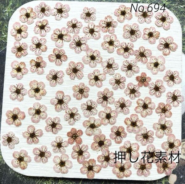 No,694 染色コデマリ 押し花素材