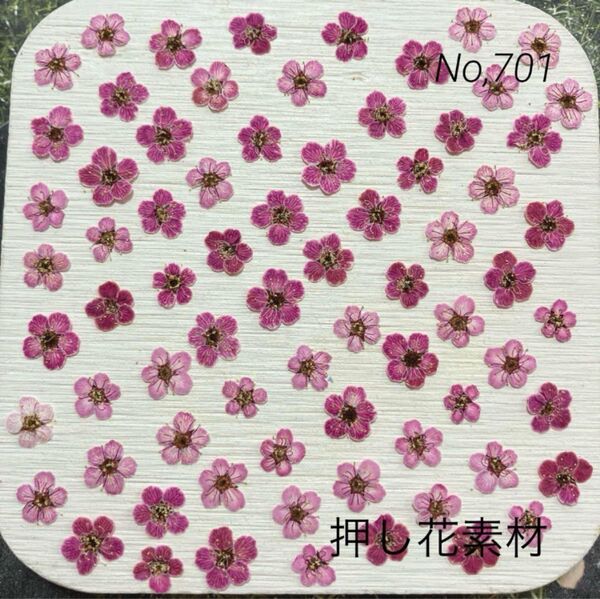 No,701 染色コデマリ 押し花素材