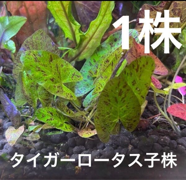 タイガーロータス グリーン 子株
