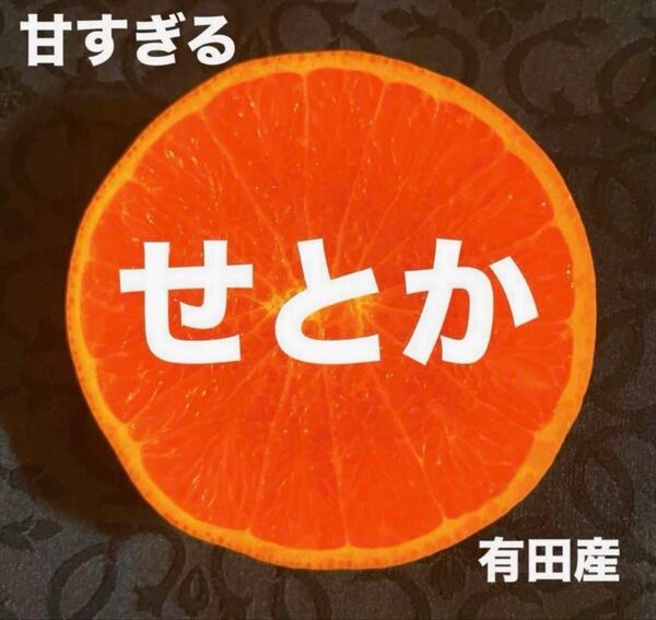 数量限定 甘すぎる 中玉 せとか みかん 有田産 みかん 果物