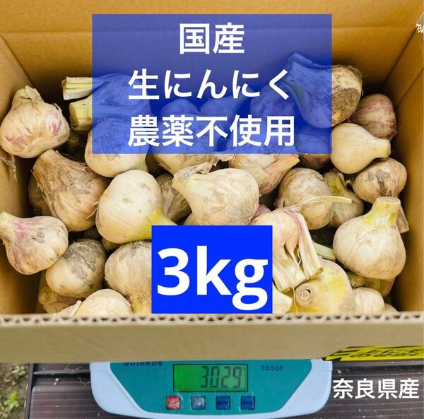 数量限定 農薬不使用 国産 生にんにく 野菜 農家直送 新ニンニク
